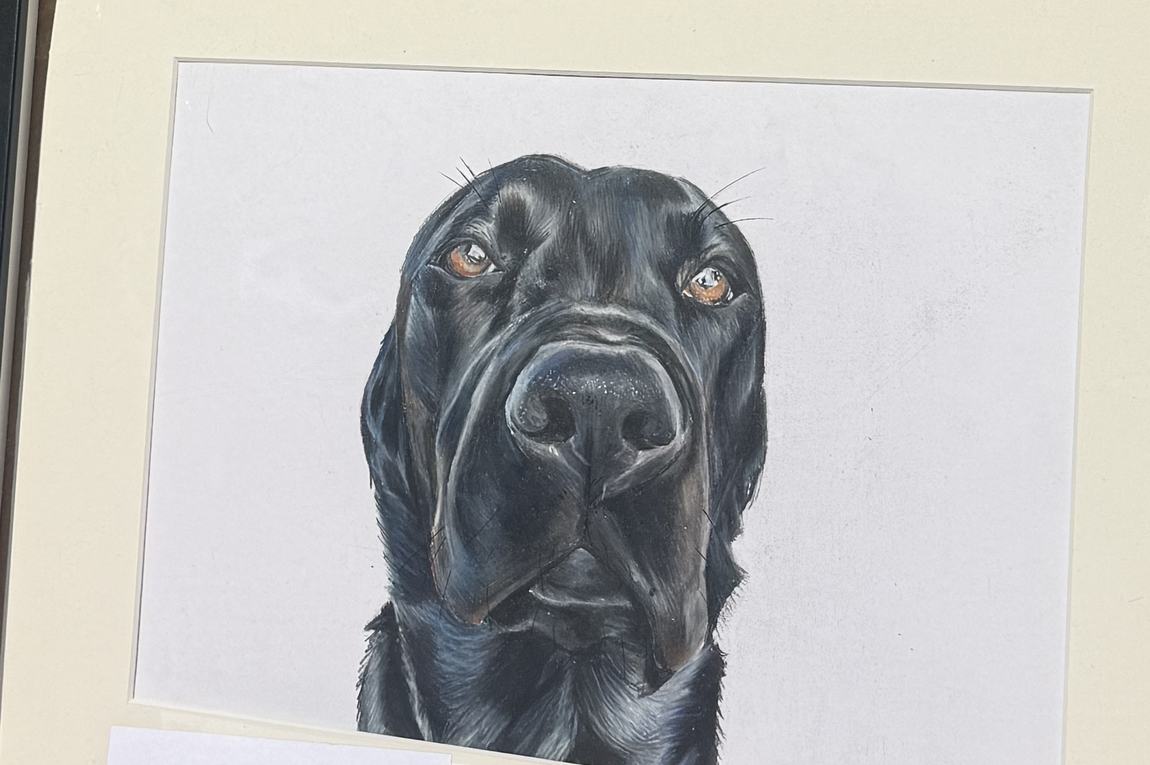 Mounted portrait of a black labrador looking straight at the viewer