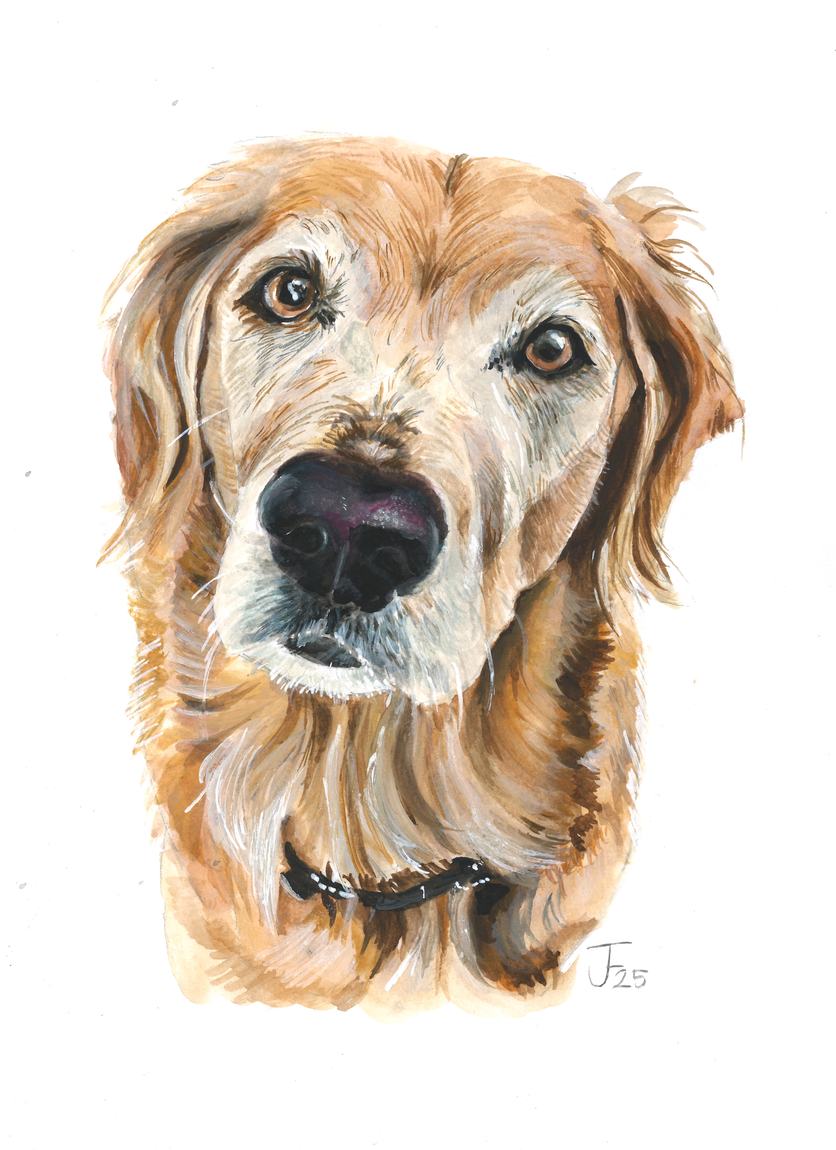 Watercolour portrait of an older golden retriever wearing a black collar