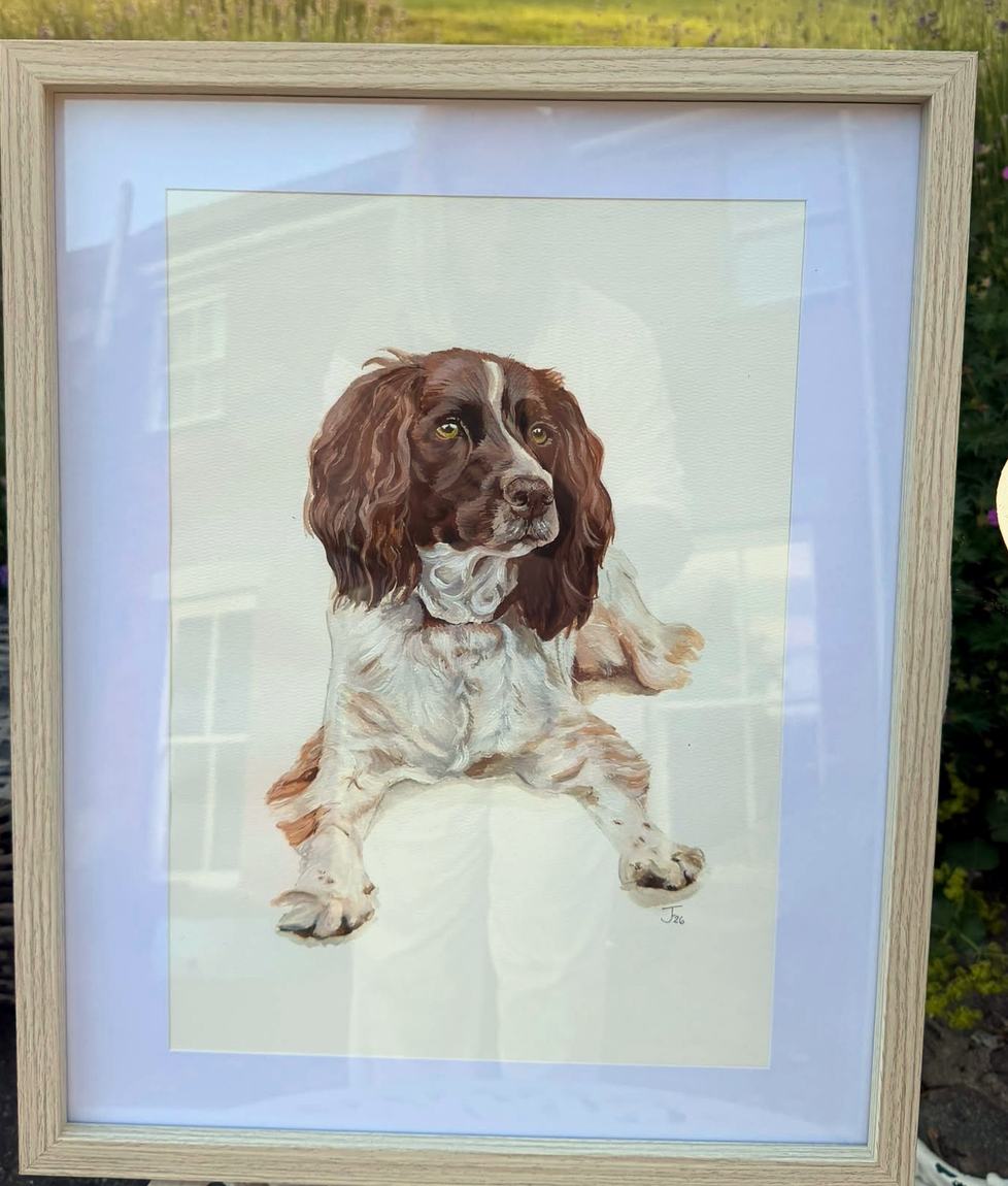Framed portrait of a liver and white springer spaniel, photographed outdoors in a garden